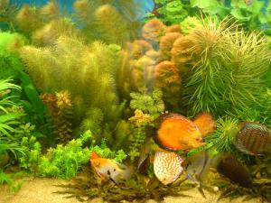 gallery_16155_1114_734448.jpg