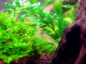 gallery_7576_1065_77655.jpg