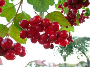 gallery_7576_884_40230.jpg