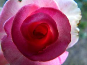 gallery_7576_884_60128.jpg