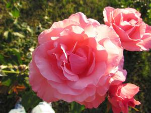 gallery_7576_884_78054.jpg