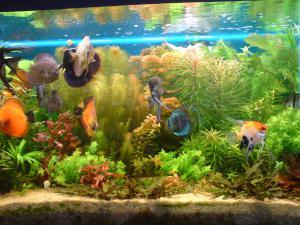 gallery_16155_1114_544153.jpg