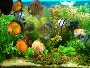 gallery_16155_1114_715906.jpg