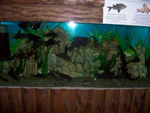gallery_13340_1125_541472.jpg