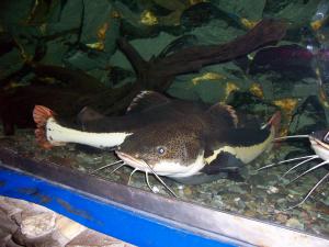 gallery_13340_1125_757738.jpg