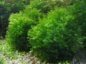 gallery_10001_838_2376.jpg