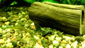 gallery_18062_1127_1355277.jpg