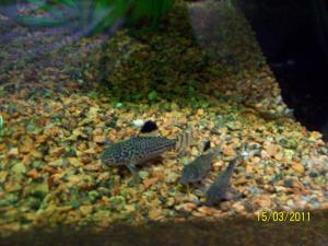 gallery_8011_1132_923968.jpg