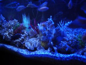 gallery_15173_1133_449297.jpg