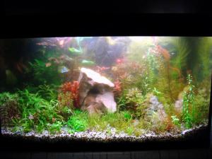 gallery_10001_838_1051667.jpg