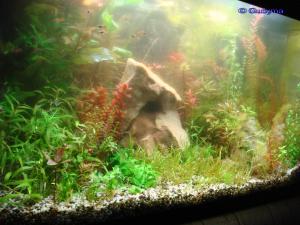 gallery_10001_838_2377032.jpg