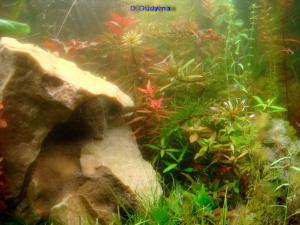 gallery_10001_838_37727.jpg