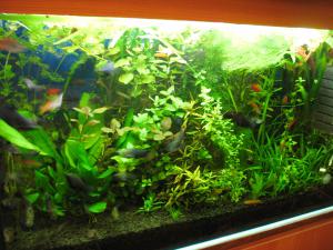 gallery_10800_1135_15461.jpg