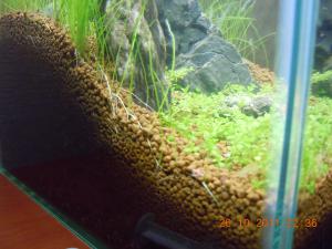 gallery_10756_893_4907219.jpg