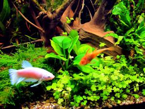 gallery_7576_878_73960.jpg