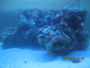 gallery_15405_1143_368323.jpg