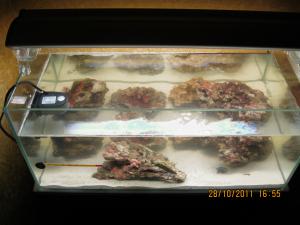 gallery_15405_1143_641918.jpg
