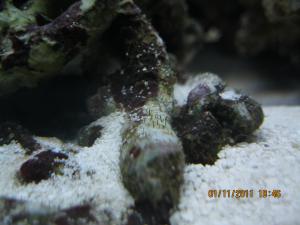 gallery_15405_1143_285067.jpg