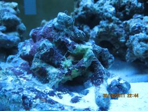 gallery_15405_1143_574763.jpg