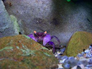 gallery_16532_1152_905407.jpg