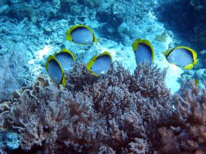 gallery_10418_1155_27381.jpg