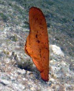 gallery_10418_1155_284394.jpg