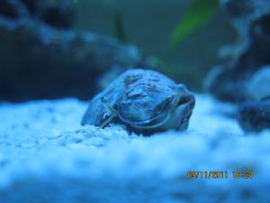 gallery_15405_1163_647424.jpg