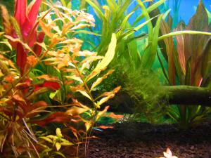 gallery_17100_1167_200464.jpg