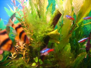 gallery_17100_1167_939445.jpg