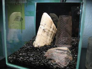gallery_10800_1175_129836.jpg