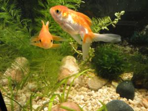 gallery_18706_1174_1337454.jpg