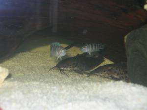 gallery_19255_1204_172335.jpg