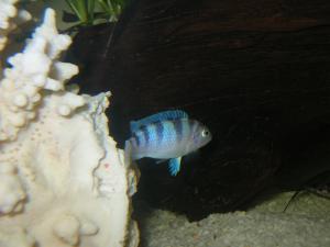 gallery_19255_1204_218832.jpg