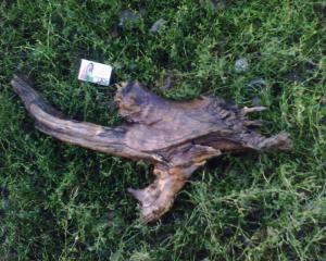 gallery_11186_662_314345.jpg
