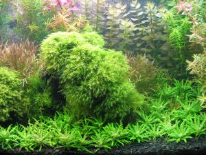 gallery_15503_915_464065.jpg