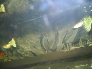 gallery_2125_278_620550.jpg