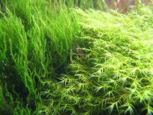 gallery_15503_1209_260601.jpg