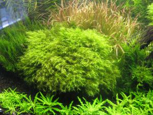 gallery_15503_1209_4460950.jpg