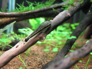 gallery_7221_1227_500888.jpg