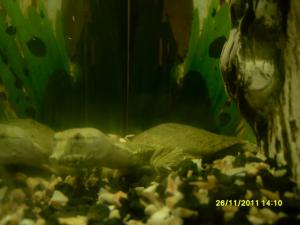 gallery_19290_1232_180291.jpg