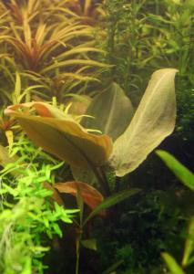 gallery_10001_838_15810.jpg
