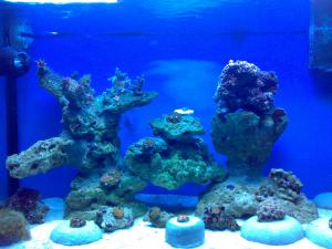 gallery_19426_1230_117589.jpg