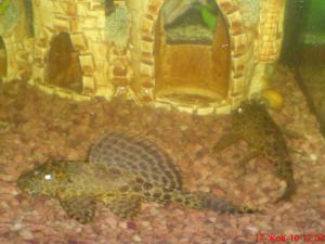 gallery_19827_1243_95693.jpg
