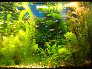 gallery_14158_825_238115.jpg