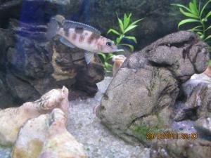 gallery_15405_1107_306143.jpg