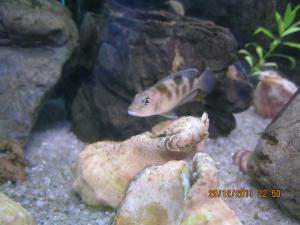 gallery_15405_1107_487285.jpg
