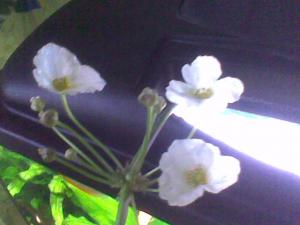 gallery_20201_1258_64914.jpg