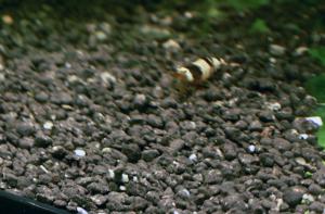 gallery_12361_1261_684782.jpg