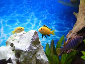 gallery_16781_1070_38917.jpg
