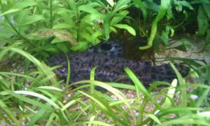 gallery_20236_1259_1216498.jpg